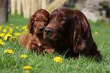 SETTER IRLANDAIS 192